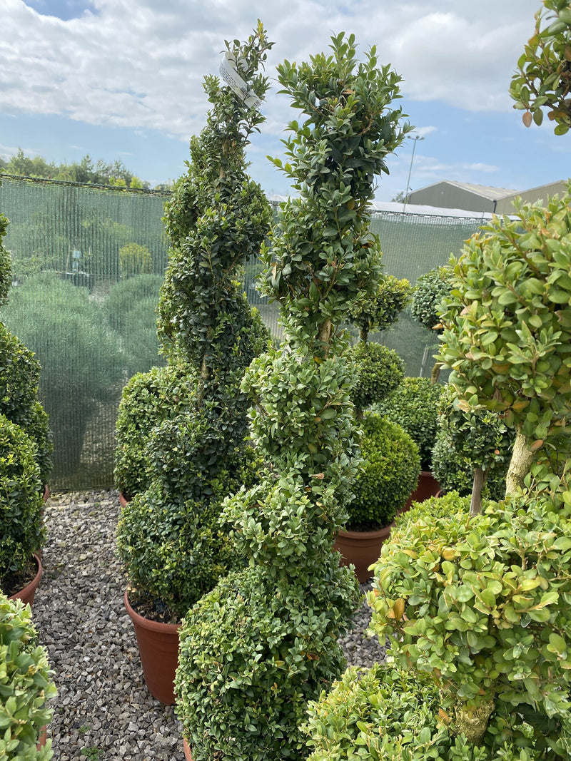 Buxus Spiral 110/120cm