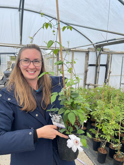 Clematis Miss Bateman 3 Litre Pot