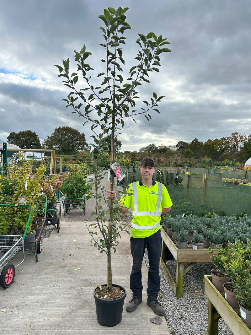 Apple Elstar 18 Litre Pot