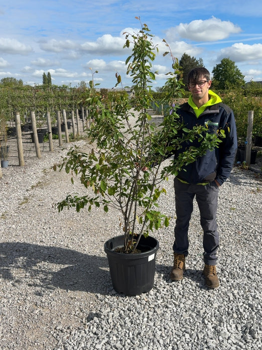 Amelanchier Lamarckii Multi Stem 100/125cm Pot Growing Ready-Pre-Order June