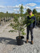 Amelanchier Lamarckii Multi Stem 100/125cm Pot Growing Ready-Pre-Order June