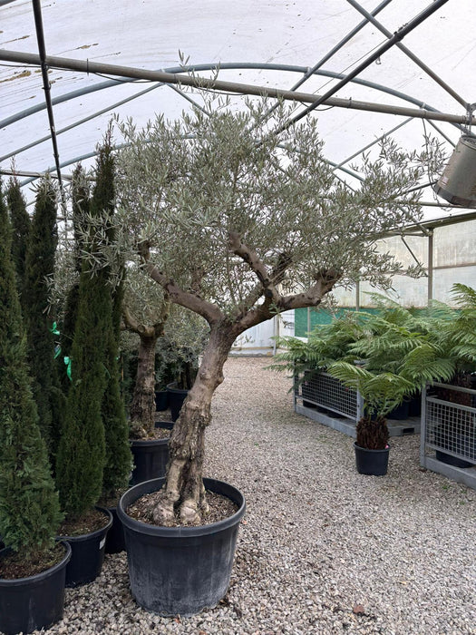 Olive Europea Old Trunk Tree 180 Litre Pot