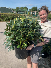 Rhododendron Yak. Percy Wiseman 20 Litre Pot