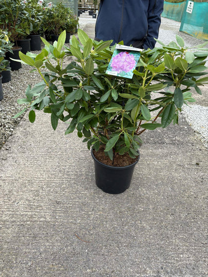 Rhododendron Hyb Catawbiense Grandiflorum 20 Litre Pot