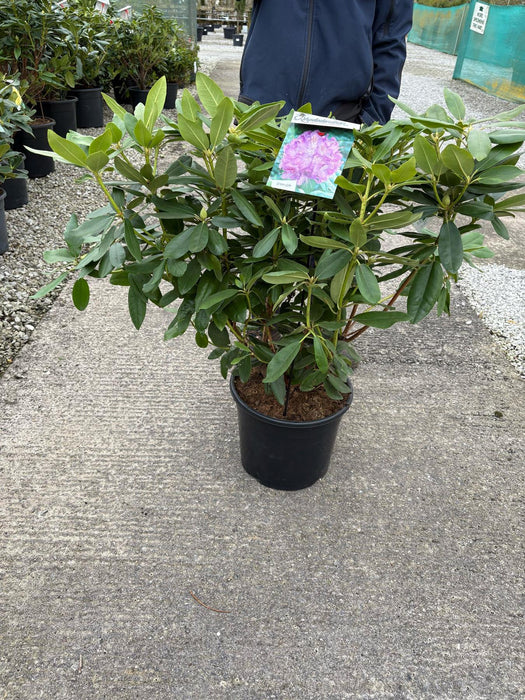 Rhododendron Hyb Catawbiense Grandiflorum 20 Litre Pot