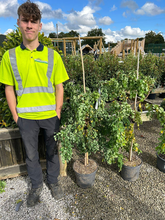 Robinia pseud. Twisty Baby 10 Litre Pot 1/2 Standard
