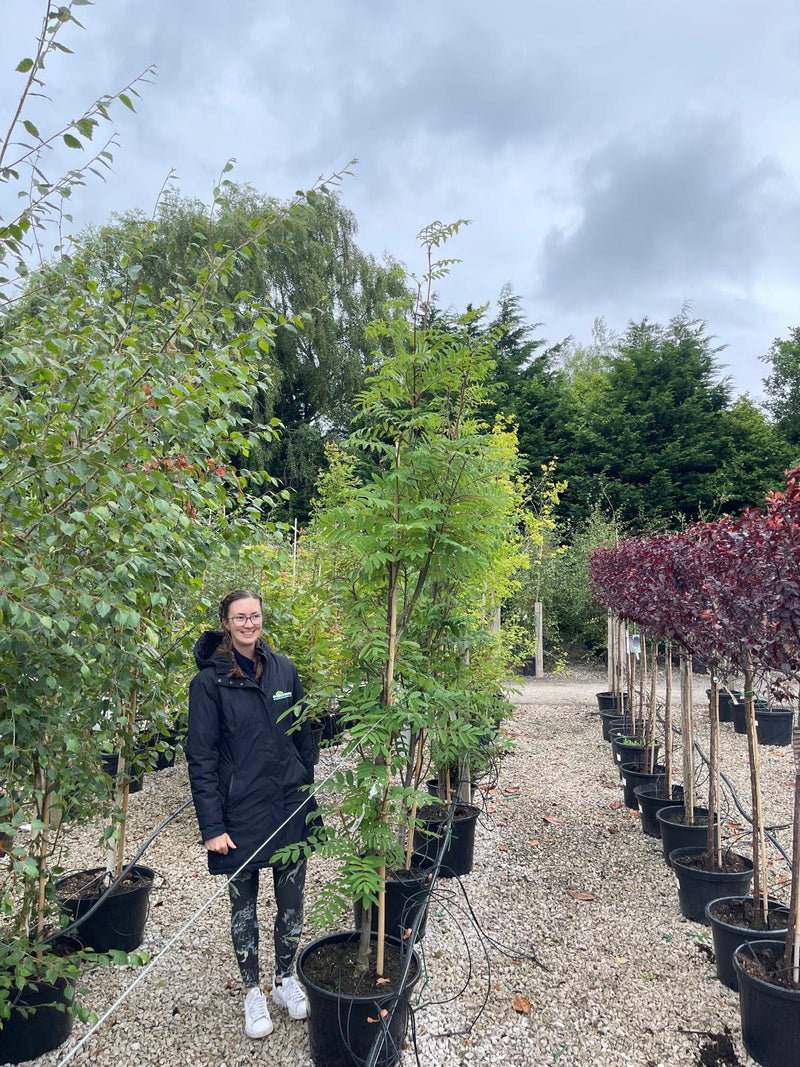 Sorbus Aucu. Fastigiata 30 Litre Pot