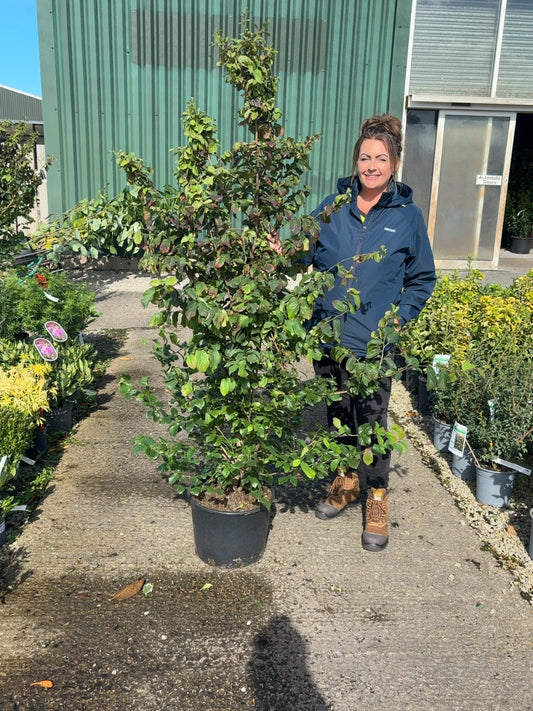 Parrotia Persica 20 Litre Pot 125/150cm Tall
