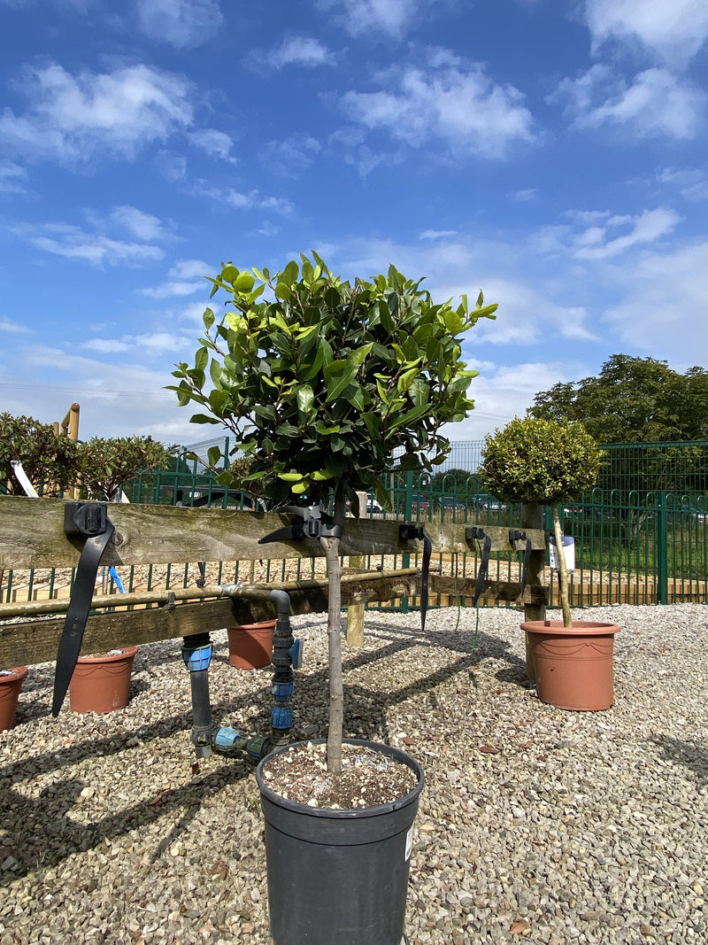 Laurus Nobilis 1/4 Standard 50 Stem 35-40 cm Head