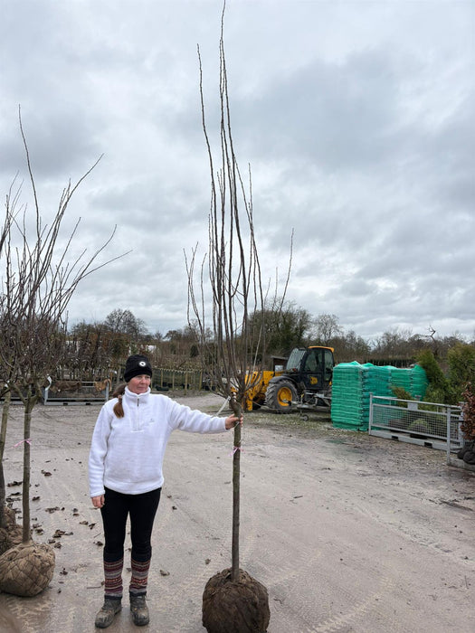 Plum Opal Heavy Half Standard 12/14cm Pre Order/Ready For June