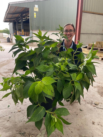 Hydrangea Bluebird 20 Litre Pot 60/80cm