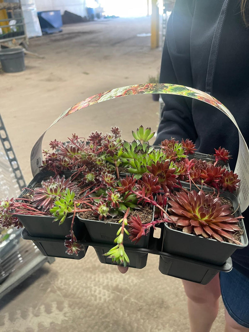 Sempervivium Mix 9cm 6 Pack