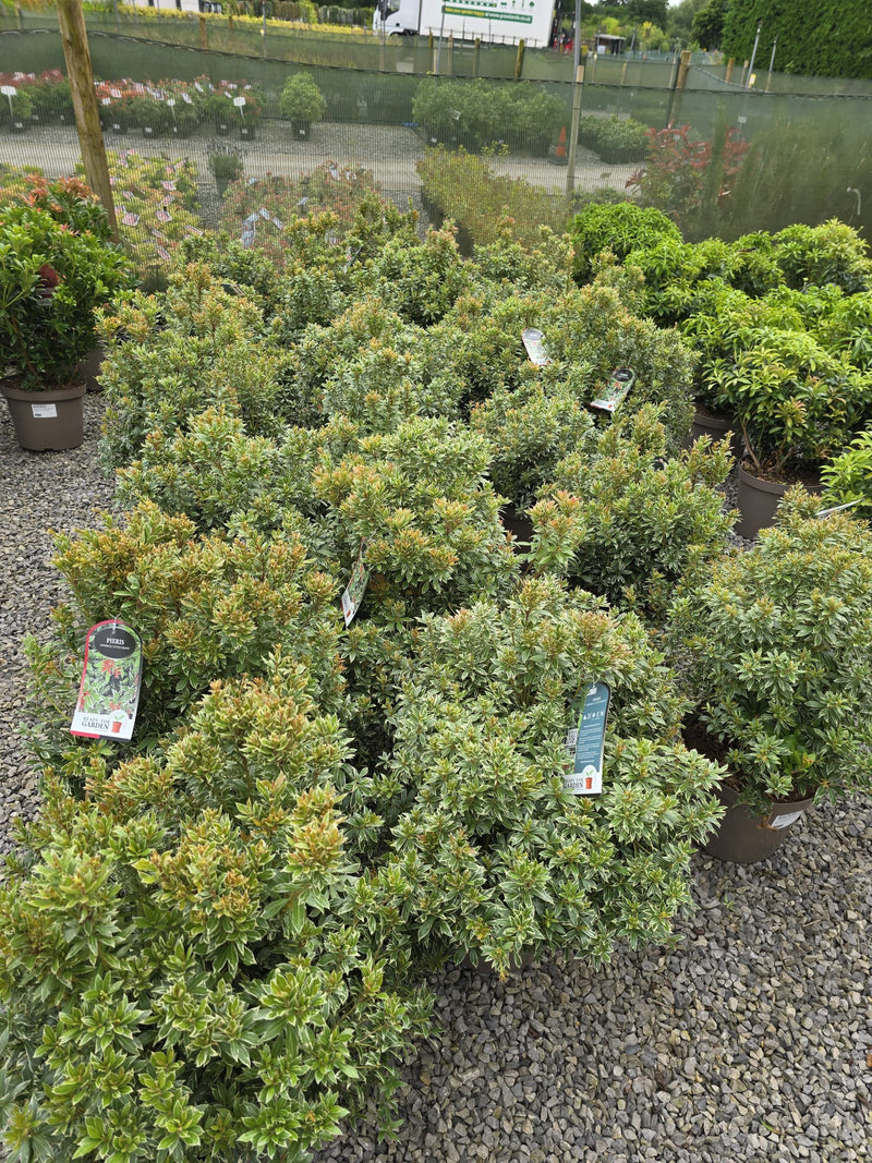 Pieris jap. Little Heath 10 Litre Pot