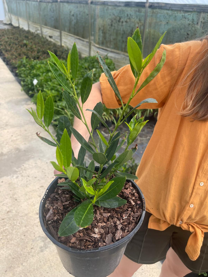Prunus Lauro. Otto Luyken 3 Litre Pot