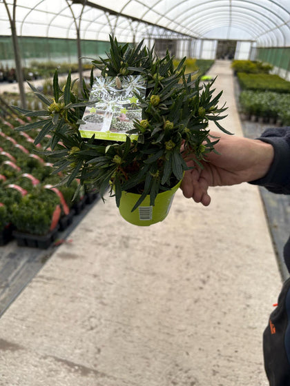 Azalea Starstyle White 1.5 Litre Pot Delivery March