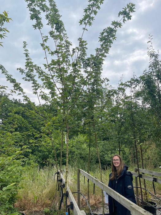 Acer campestre Elsrijk 6-8cm Girth Std