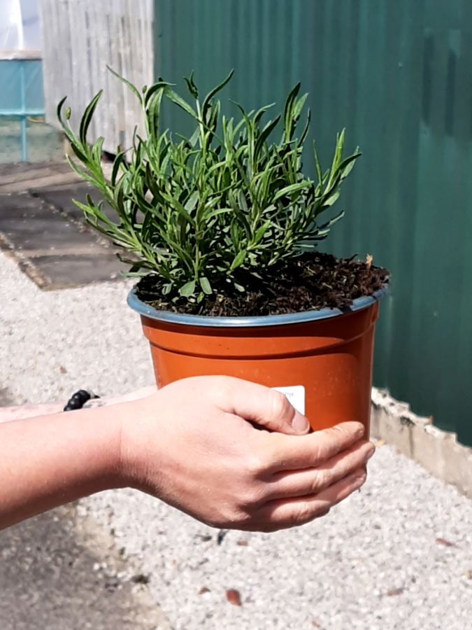 Lavender Angustifolia Hidcote 2 Litre Pot