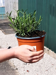 Lavender Angustifolia Hidcote 2 Litre Pot