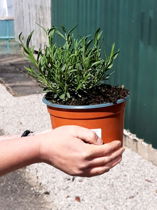 Lavender Angustifolia Hidcote 2 Litre Pot