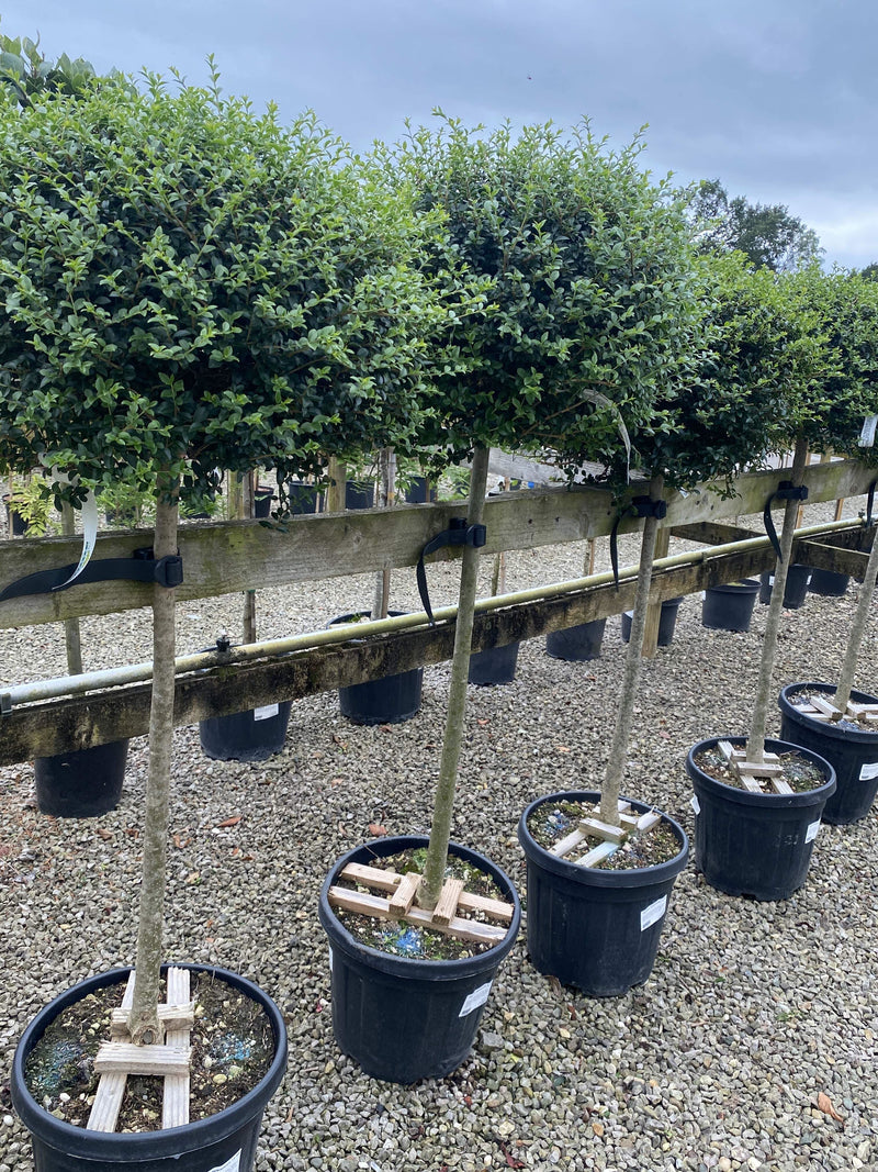 Ligustrum Delavayanum 1/2 Standard 25 Litre Pot