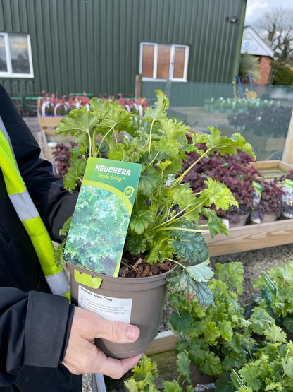 Heuchera Berry Timeless 2 Litre Pot