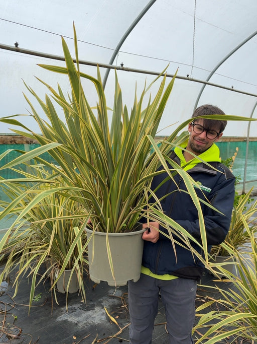 Phormium Tenax Golden Ray 15 Litre Pot