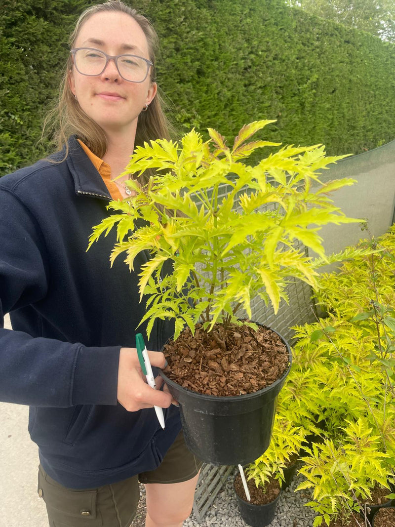 Sambucus Racemosa Sutherland Gold 3 Litre Pot