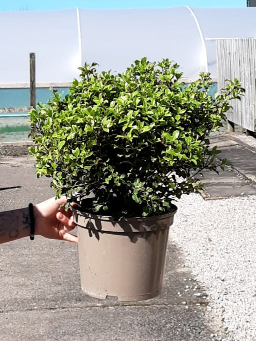Pittosporum County Park Dwarf 5 Litre Pot