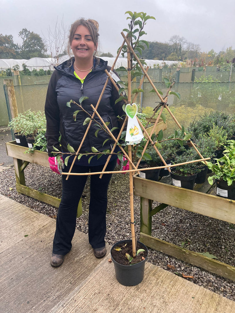 Pear William's 7.5 Litre Pot Fan Trained