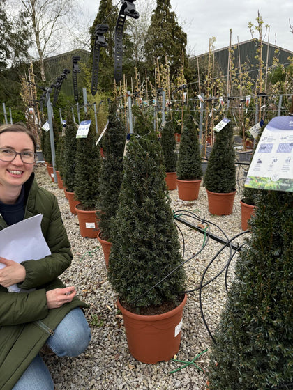 Yew Taxus Baccata Cone 12 Litre Pot 80-100cm