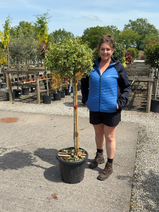 Ilex A. Argentea Marginata 25 Litre Pot 1/2 Standard