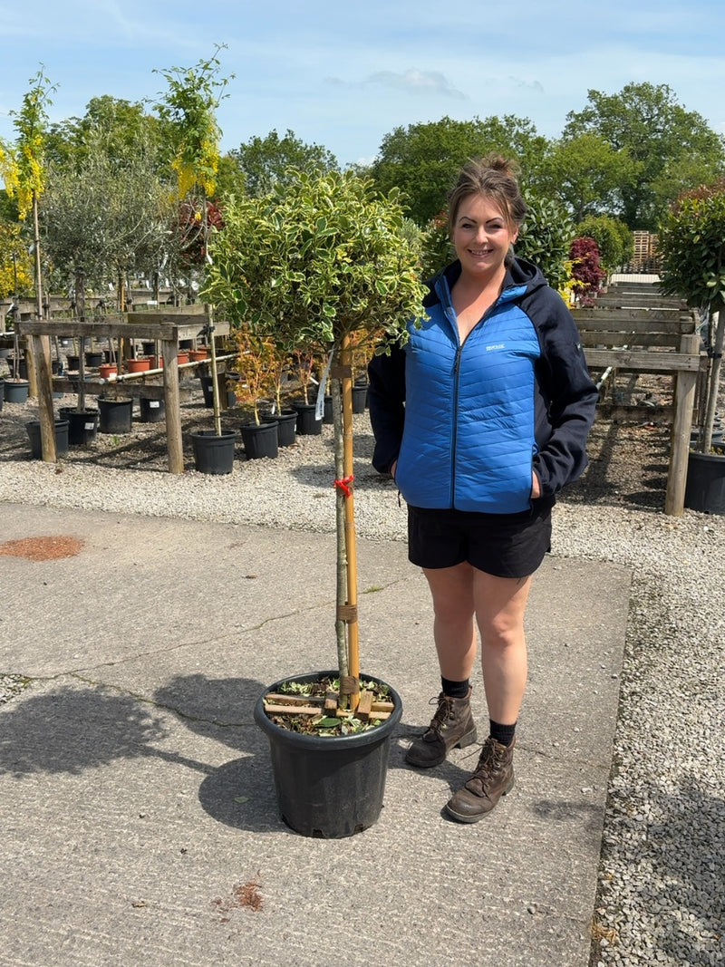 Ilex A. Argentea Marginata 25 Litre Pot 1/2 Standard