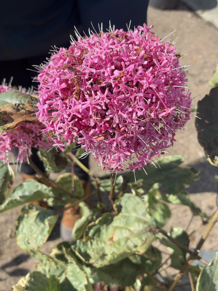 Clerodendrum Bungei Pink Diamond 20 Litre 60-80cm