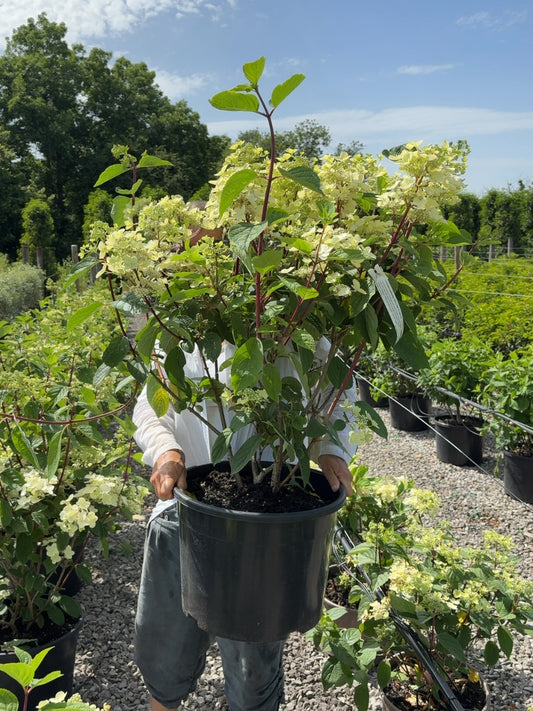 Hydrangea paniculata Wim's Red 25 Litre Pot