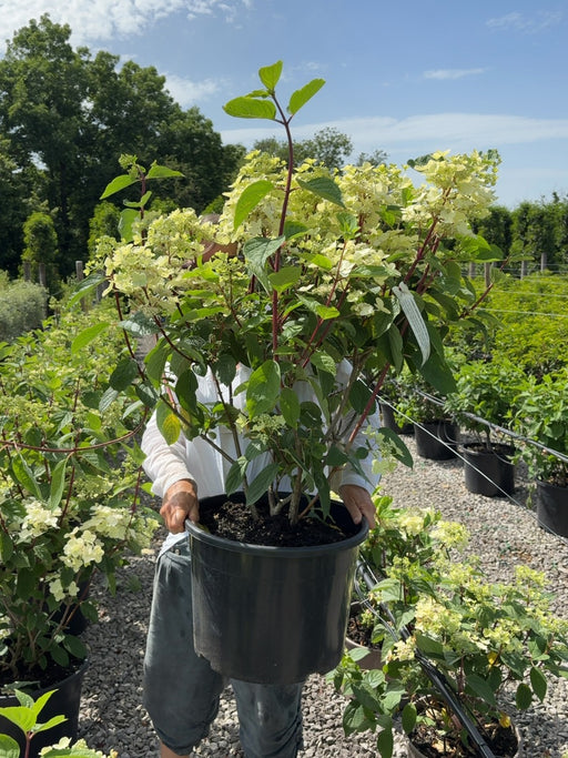 Hydrangea paniculata Wim's Red 25 Litre Pot