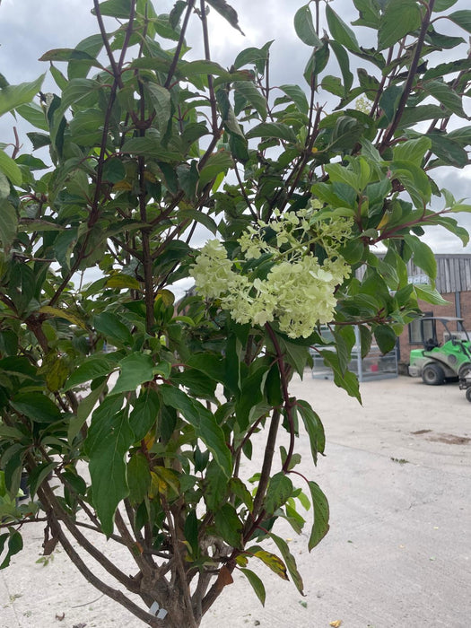 Hydrangea paniculata Vanille-Fraise 35 Litre Pot Half Standard