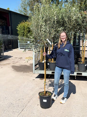 Olea Europea / Olive Tree 1/2 Standard 18 Litre Pot