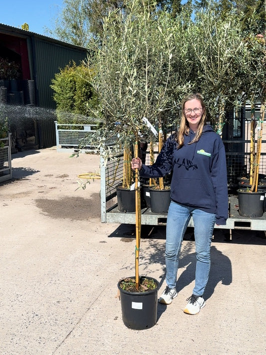 Olea Europea / Olive Tree 1/2 Standard 18 Litre Pot