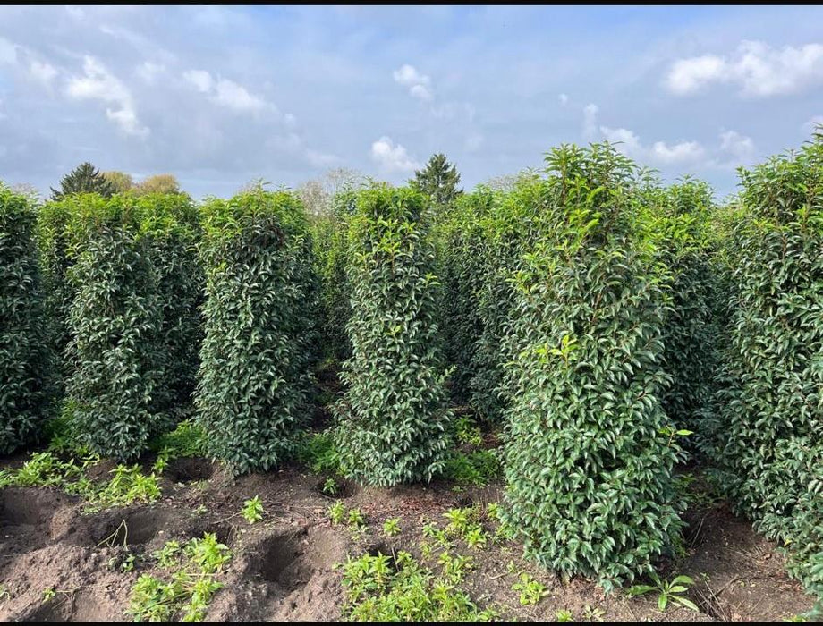 Portuguese Laurel Root Ball 160/180cm Extra Wide Delivery December