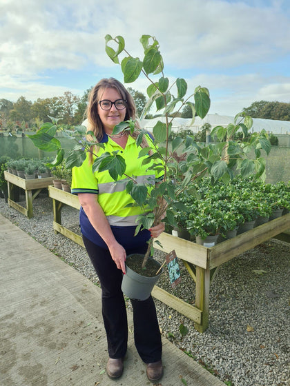 Cornus Kousa China Girl 4  Litre Pot 40/60cm Tall Delivery September