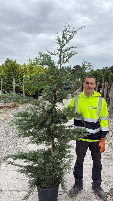 Green Leylandii Hedging 15 Litre Pot 180/200cm