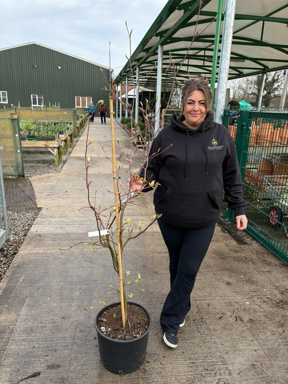 Cornus controversa Variegata 20 Litre Pot 190/200cm Tall
