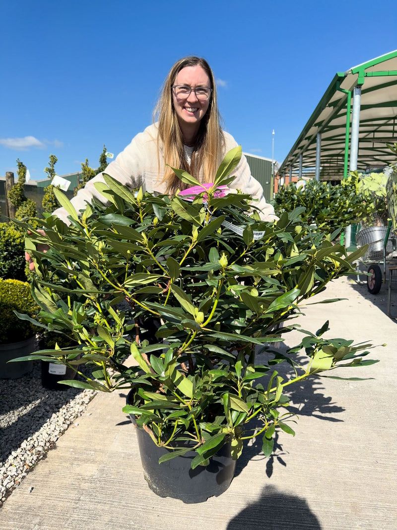 Rhododendron Hybrid Marcel Menard 25 Litre Pot 90cm Wide