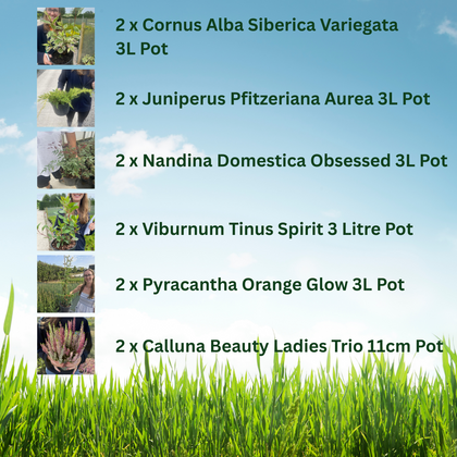 12 x Winter Colour Border Pack