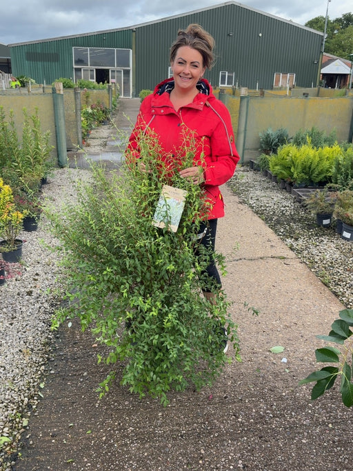 Philadelphus cor. Petite Perfume White 12 Litre Pot 100-125cm