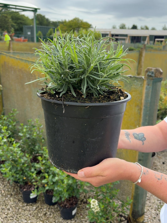 Lavender Angustifolia Munstead 5 Litre Pot