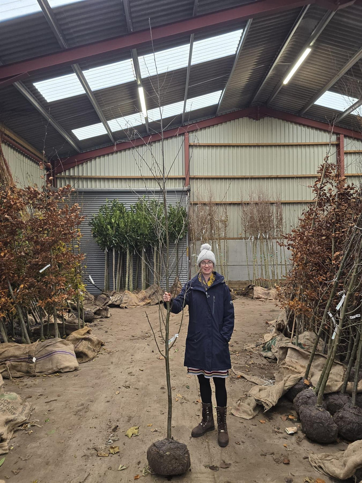 Alnus Incana 8/10cm Standard