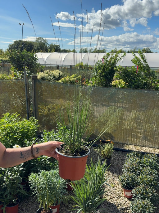 Molinia Caerulea Heidebraut 2 Litre Pot