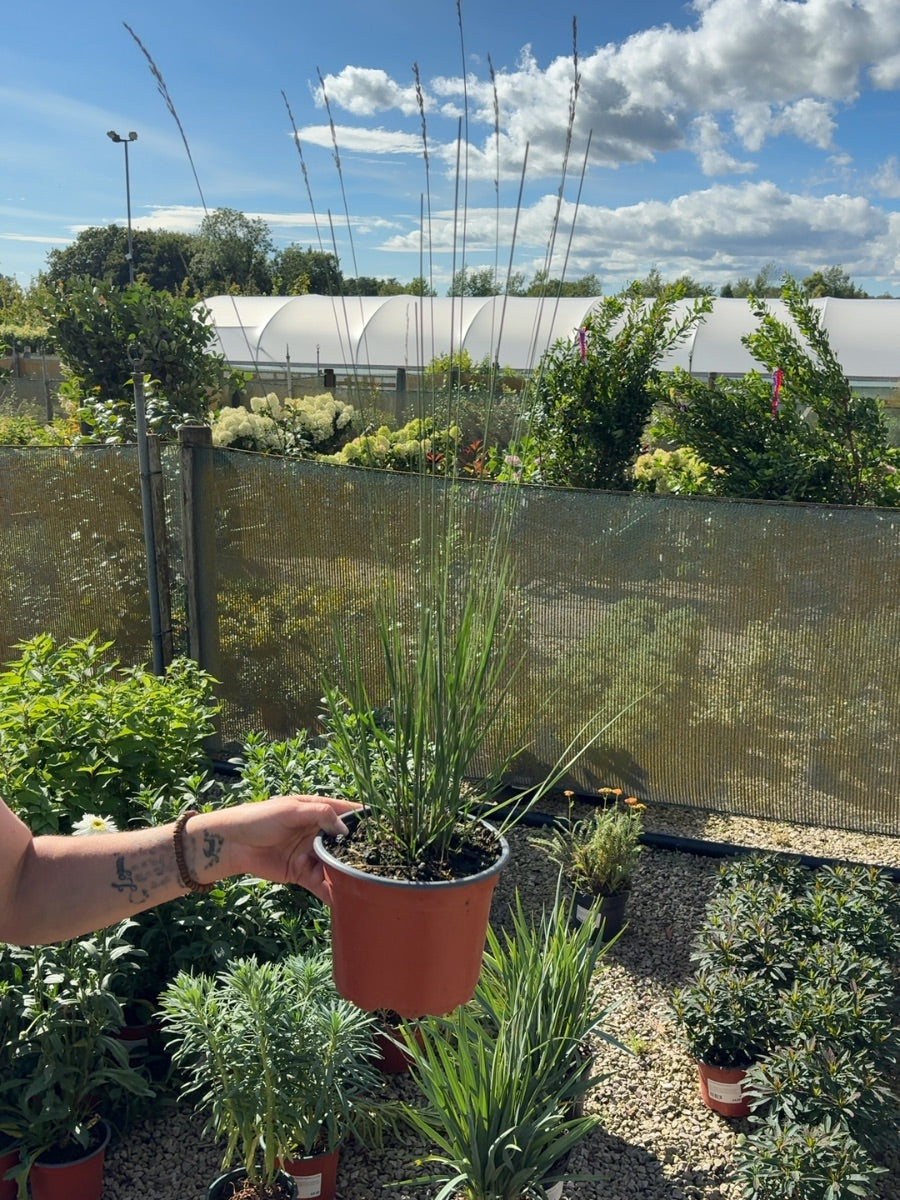 Molinia Caerulea Heidebraut 2 Litre Pot