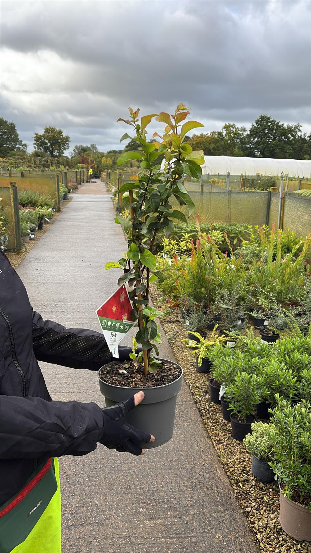 Chaenomeles speciosa Scarlet Storm 4 Litre Pot 40/60cm